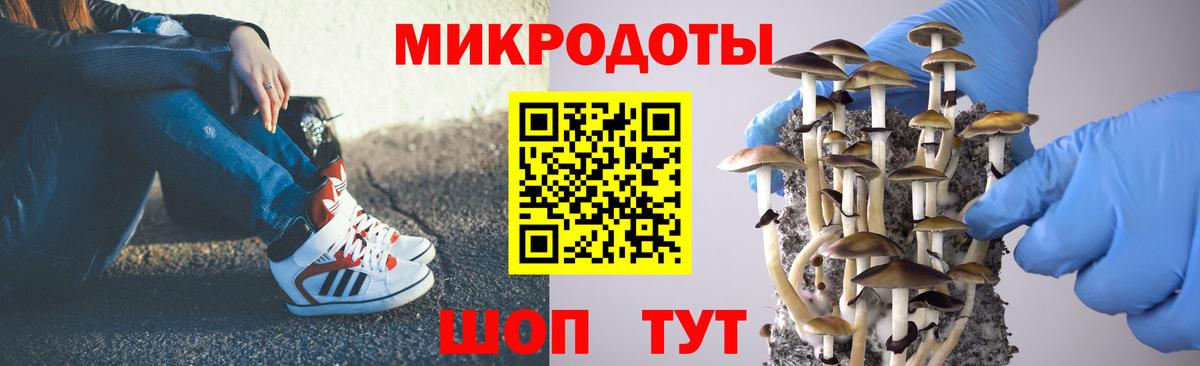 Галлюциногенные грибы Psilocybe Балашов